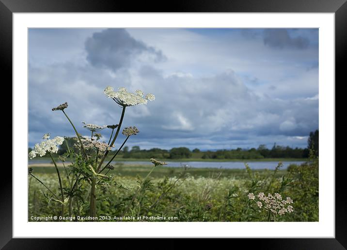Cow Parsnip Framed Mounted Print by George Davidson