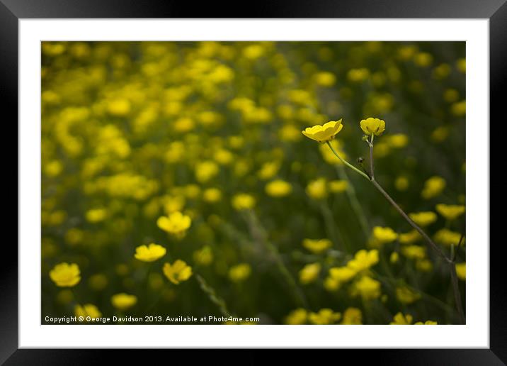 Buttercups Framed Mounted Print by George Davidson