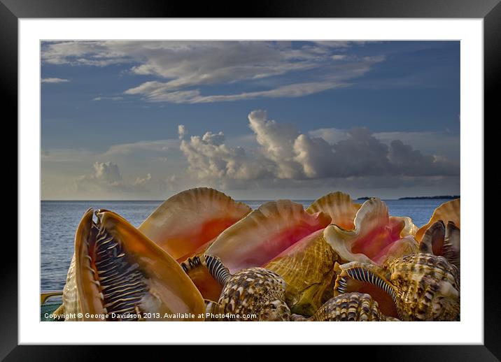 Shells Framed Mounted Print by George Davidson