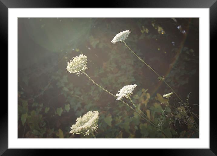 Cow Parsley Framed Mounted Print by George Davidson