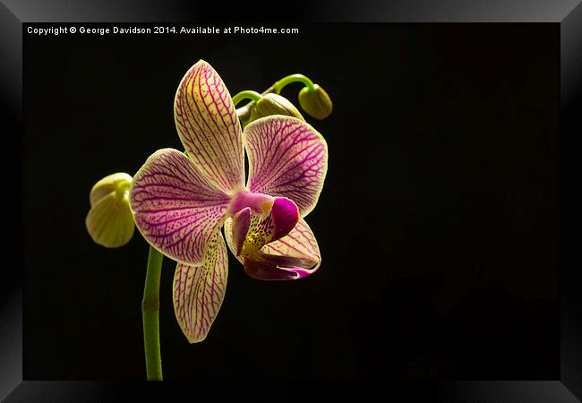 Orchid Framed Print by George Davidson