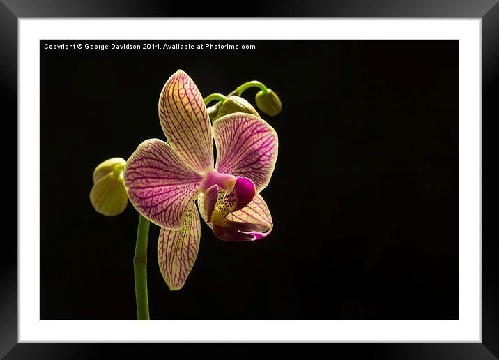 Orchid Framed Mounted Print by George Davidson