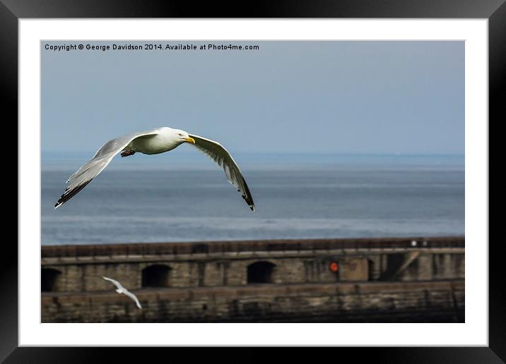  Seagull Framed Mounted Print by George Davidson