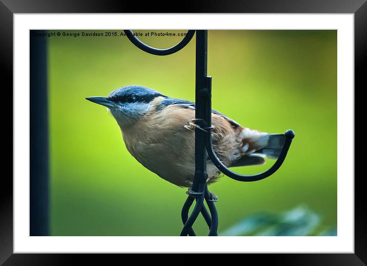  Nuthatch Framed Mounted Print by George Davidson