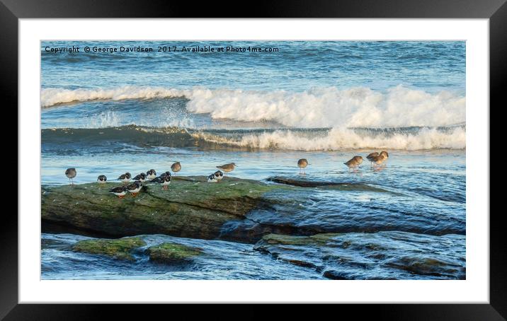 Sandpipers Framed Mounted Print by George Davidson