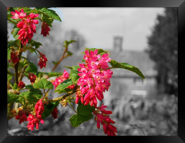 Spring Bloom Framed Print by Grove Road Photography