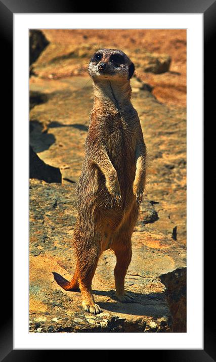 Meerkat Framed Mounted Print by Grove Road Photography