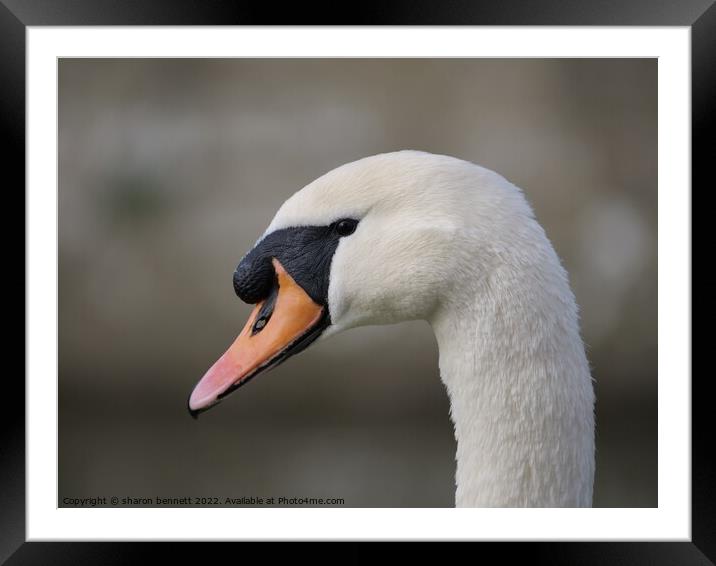 Portrait of a swan Framed Mounted Print by sharon bennett