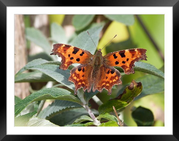 Comma Butterfly Framed Mounted Print by sharon bennett