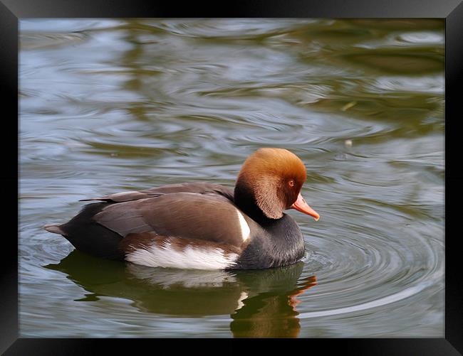 Red crested pochard Framed Print by sharon bennett