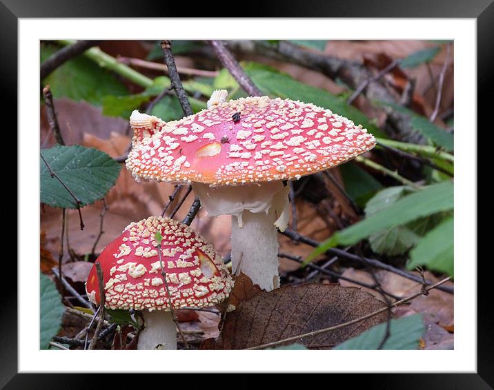 Toadstools in the woods Framed Mounted Print by sharon bennett