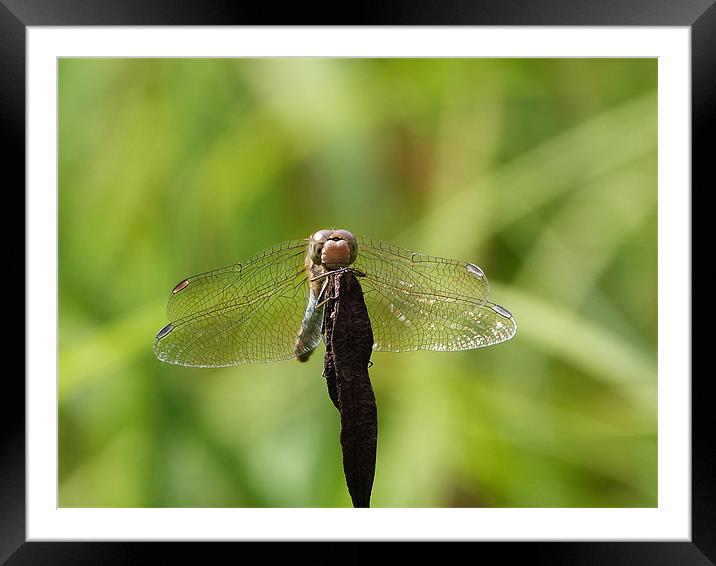 Resting Dragonfly Framed Mounted Print by sharon bennett