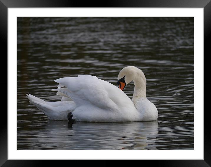 Swan preening Framed Mounted Print by sharon bennett