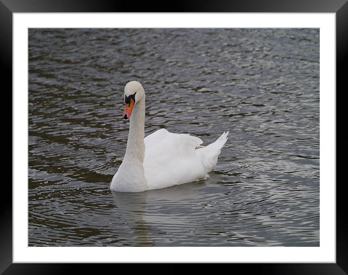 Swan swimming Framed Mounted Print by sharon bennett