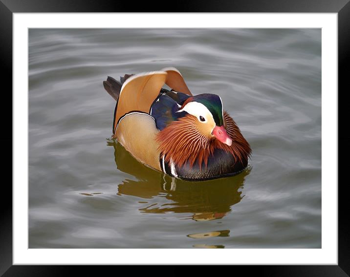 Mandarin duck Framed Mounted Print by sharon bennett