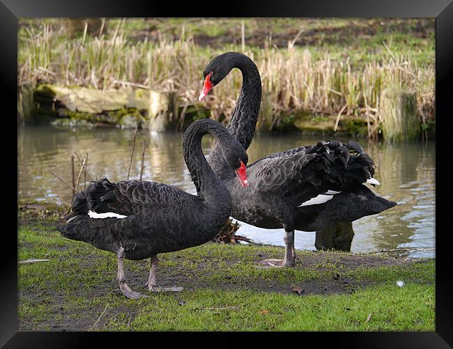 Black swans courting Framed Print by sharon bennett