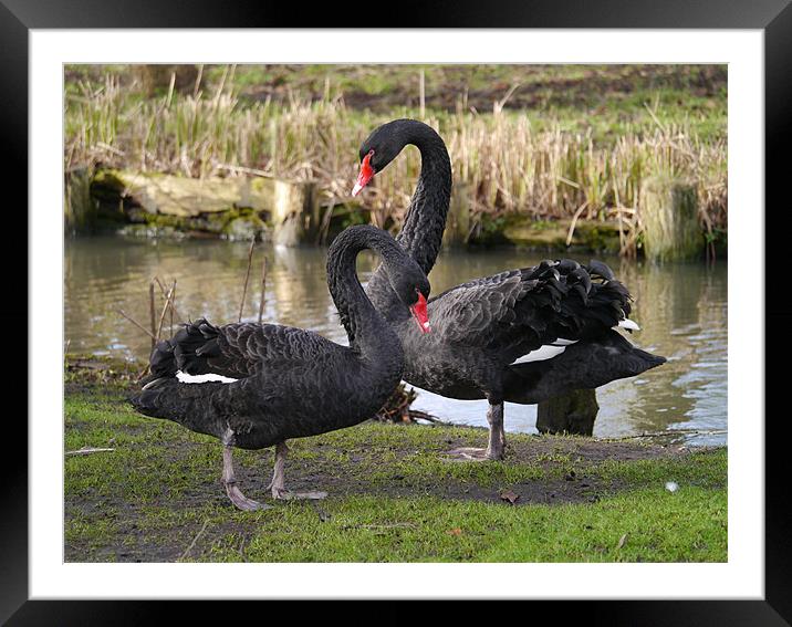Black swans courting Framed Mounted Print by sharon bennett