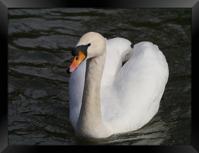 Swan swimming Framed Print by sharon bennett