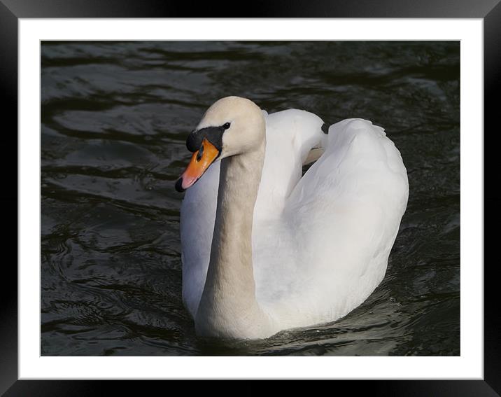Swan swimming Framed Mounted Print by sharon bennett