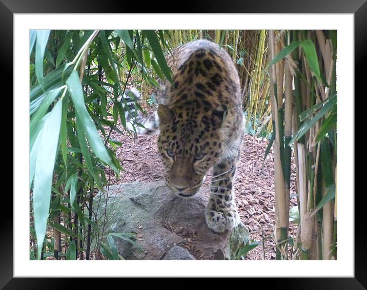 Leopard hunting Framed Mounted Print by sharon bennett