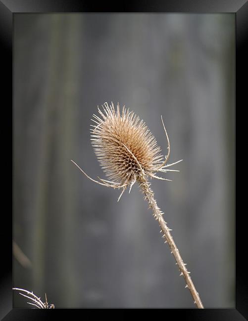 Teezle Framed Print by sharon bennett