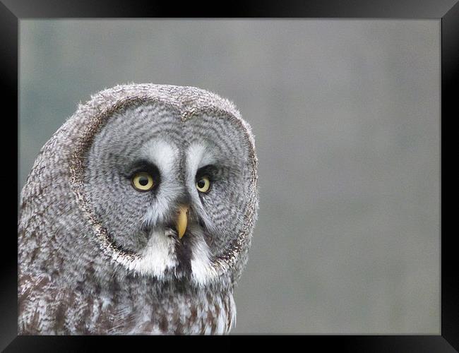 Great Grey Owl Framed Print by sharon bennett