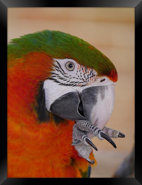 Macaw Framed Print by sharon bennett