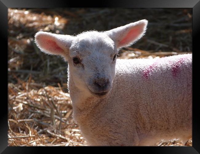 Portrait of a spring lamb Framed Print by sharon bennett