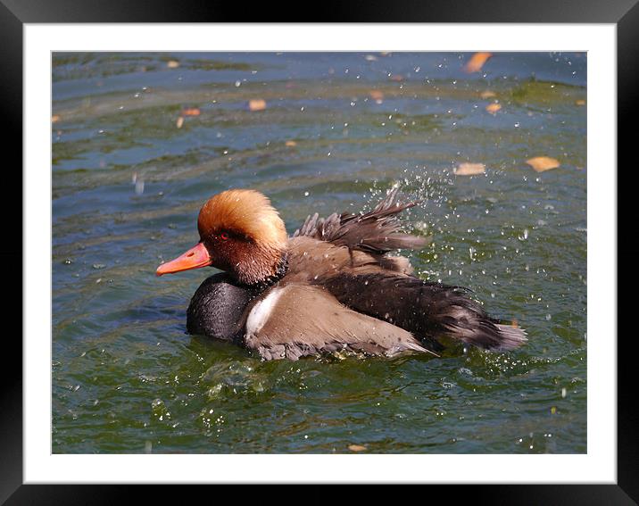 Splashing Duck Framed Mounted Print by sharon bennett