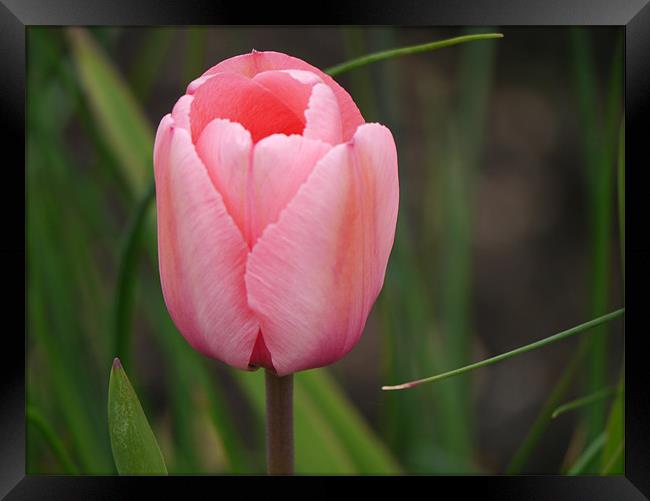Pink tulip Framed Print by sharon bennett