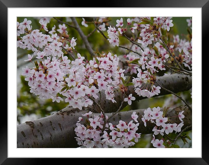 Cherry Blossom Framed Mounted Print by sharon bennett