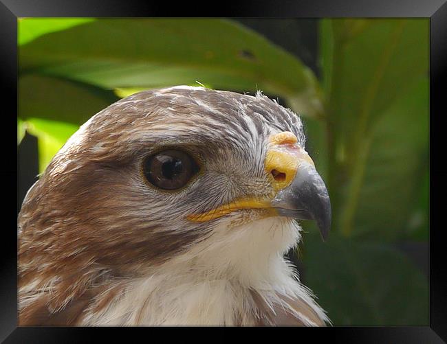 Common Buzzard Framed Print by sharon bennett