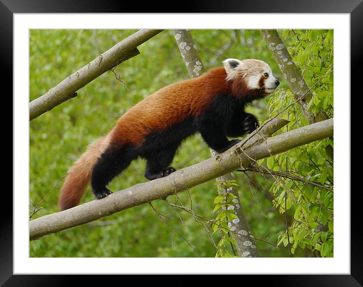 Red Panda Exploring Framed Mounted Print by sharon bennett