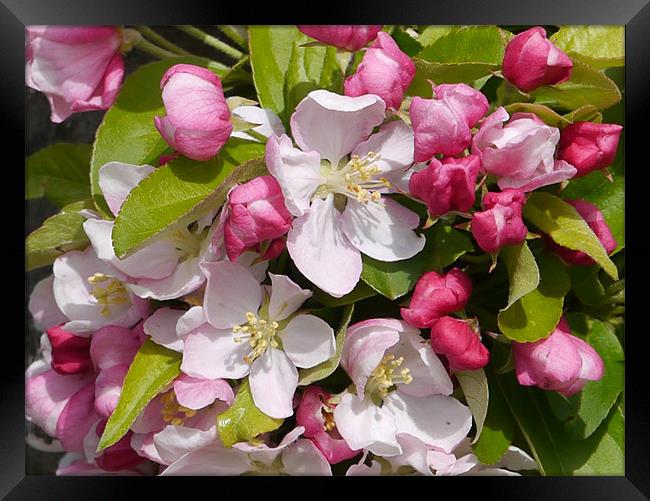 Blossom in the sunshine Framed Print by sharon bennett