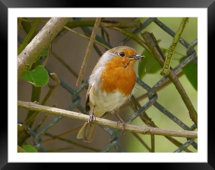 Robin with his lunch Framed Mounted Print by sharon bennett