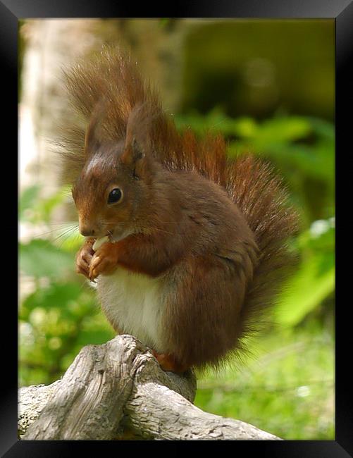 Chubby Red Squirrel Framed Print by sharon bennett