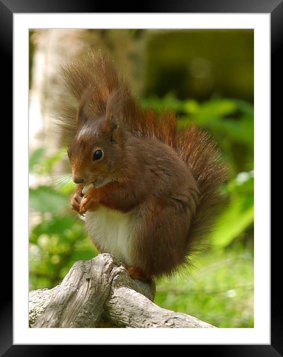 Chubby Red Squirrel Framed Mounted Print by sharon bennett