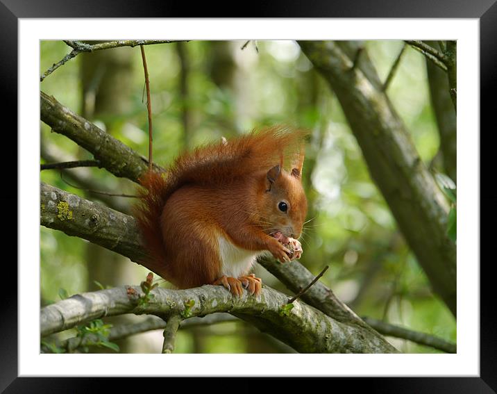 Red squirrel Framed Mounted Print by sharon bennett