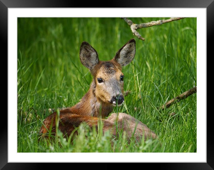 Roe deer resting Framed Mounted Print by sharon bennett