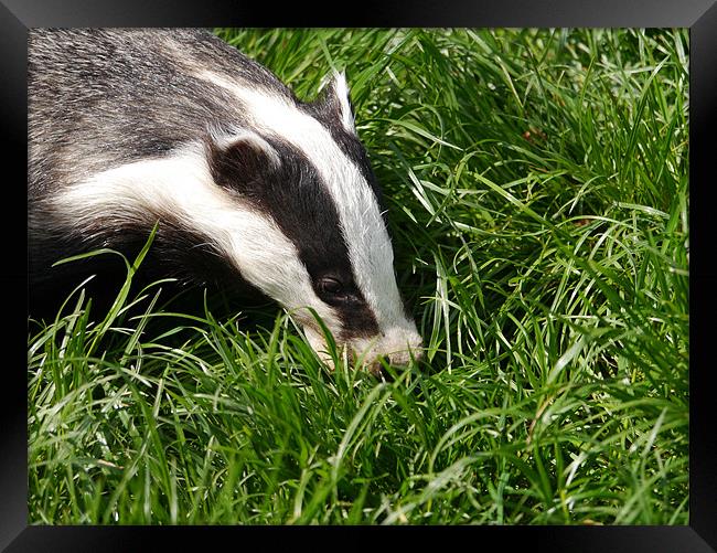 Badger Framed Print by sharon bennett