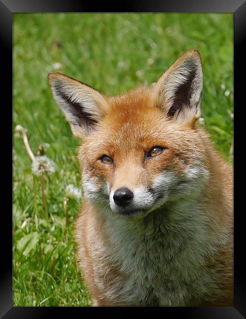 Red fox Framed Print by sharon bennett