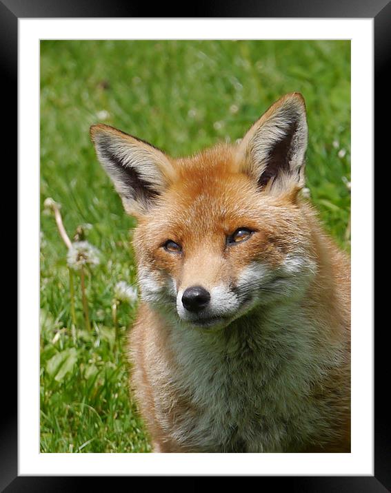 Red fox Framed Mounted Print by sharon bennett