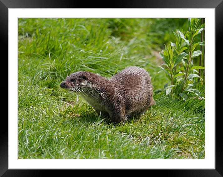 Otter on the riverbank Framed Mounted Print by sharon bennett