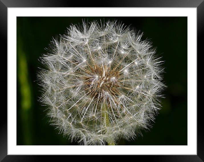 Dandelion Framed Mounted Print by sharon bennett