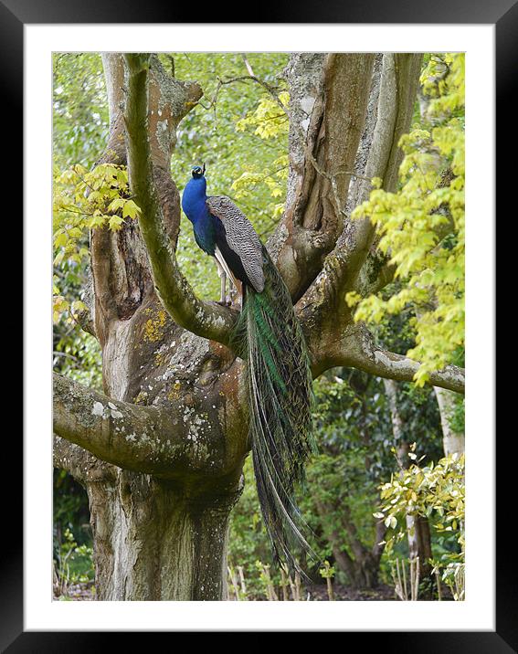 Peacock in a tree Framed Mounted Print by sharon bennett