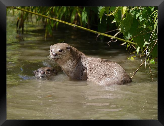 Otters playing Framed Print by sharon bennett