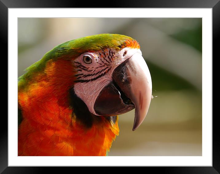 Macaw Framed Mounted Print by sharon bennett