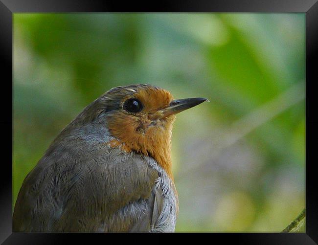 Robin Framed Print by sharon bennett