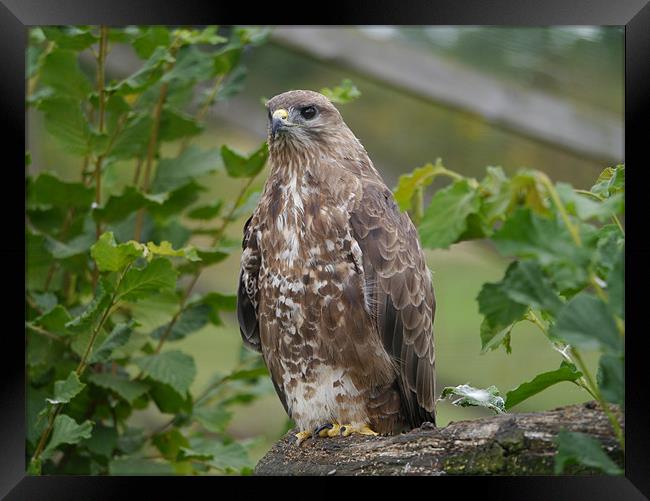 Buzzard Framed Print by sharon bennett