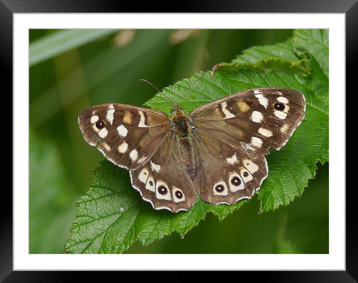 Summertime Framed Mounted Print by sharon bennett